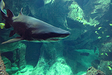 L'Aquarium de La Rochelle